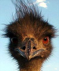 emu head